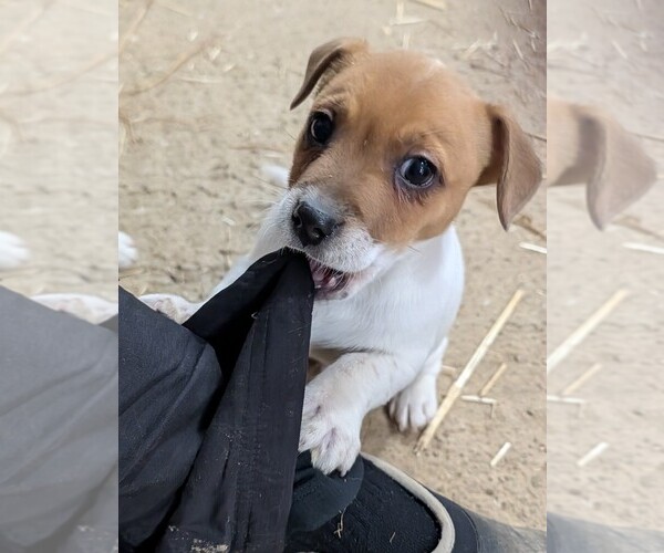 Medium Photo #3 Jack Russell Terrier Puppy For Sale in APPLE GROVE, WV, USA