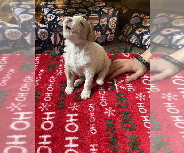 Medium Photo #6 Goldendoodle Puppy For Sale in ELLISGROVE, IL, USA