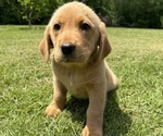 Puppy Bob Labrador Retriever