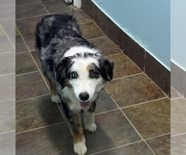 Medium Photo #3 Australian Shepherd Puppy For Sale in Overland Park, KS, USA