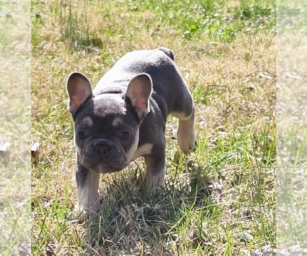 Medium Photo #6 French Bulldog Puppy For Sale in KNOXVILLE, TN, USA