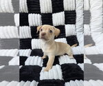 Fred - Male Chihuahua-Unknown Mix Dog for Adoption - Small photo