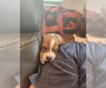 Small #3 Basset Hound