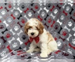 Small #9 Cockapoo (Miniature)