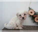 Small #1 Maltipoo