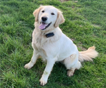 Small Photo #1 Golden Retriever Puppy For Sale in GREENVILLE, SC, USA