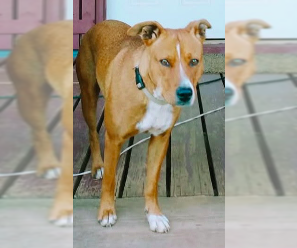 Medium Photo #2 Carolina Dog-Labrador Retriever Mix Puppy For Sale in Decatur, GA, USA