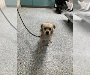 Chug Dogs for adoption in Long Beach, CA, USA