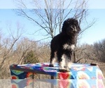 Small Photo #16 Goldendoodle Puppy For Sale in UNION CITY, TN, USA