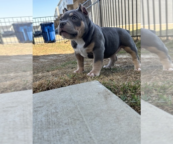 Medium Photo #7 American Bully Puppy For Sale in RALEIGH, NC, USA