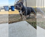 Small Photo #7 American Bully Puppy For Sale in RALEIGH, NC, USA
