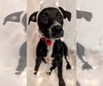 Small #3 Bull Terrier-Labrador Retriever Mix