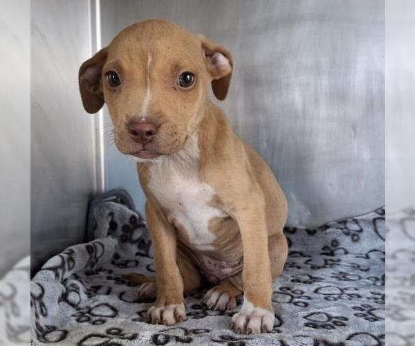 Medium Photo #1 Chihuahua Puppy For Sale in Bakersfield, CA, USA