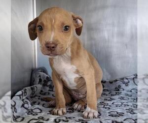 Chihuahua Dogs for adoption in Bakersfield, CA, USA