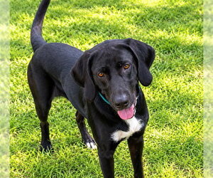 DAISY - Female Labrador Retriever-Unknown Mix Dog for Adoption - Photo #2