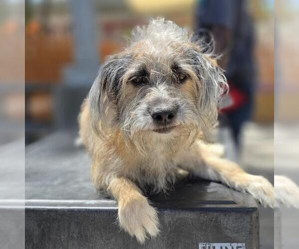 Medium Photo #2 Mutt Puppy For Sale in Las Vegas, NV, USA