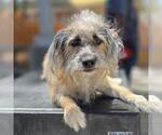Small Photo #2 Mutt Puppy For Sale in Las Vegas, NV, USA