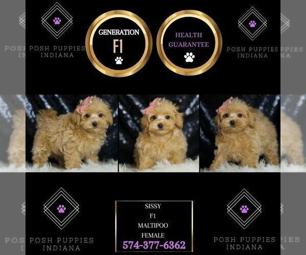 Medium Photo #2 Maltipoo Puppy For Sale in WARSAW, IN, USA