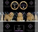 Small Photo #2 Maltipoo Puppy For Sale in WARSAW, IN, USA