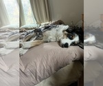 Small Photo #1 Miniature American Shepherd Puppy For Sale in BERLIN, MA, USA