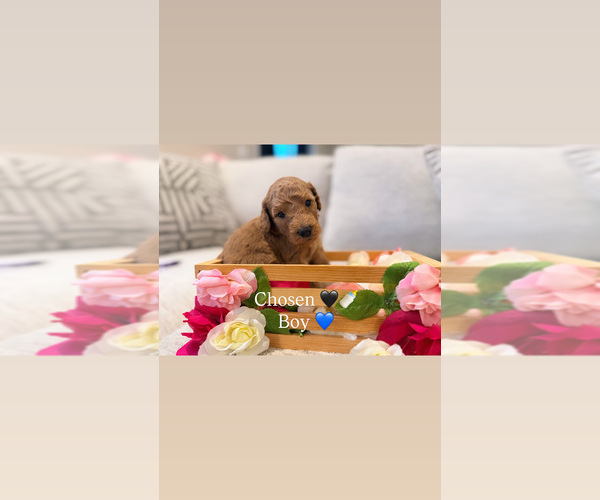 Medium Photo #4 Goldendoodle Puppy For Sale in JACKSONVILLE, FL, USA