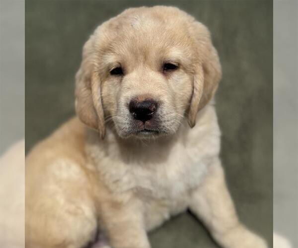 Medium Photo #2 Miniature Labradoodle Puppy For Sale in San Diego, CA, USA