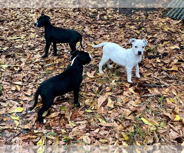 Medium Photo #4 American Pit Bull Terrier-Unknown Mix Puppy For Sale in Slidell, LA, USA