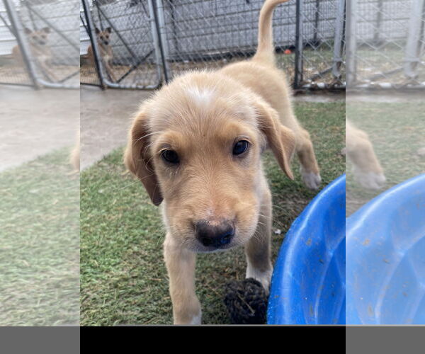 Medium Photo #1 Golden Pyrenees Puppy For Sale in Tracy City, TN, USA