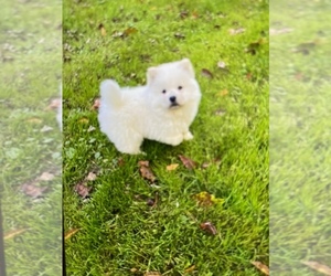 Chow Chow Puppy for sale in MANNINGTON, WV, USA