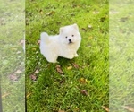 Small Chow Chow