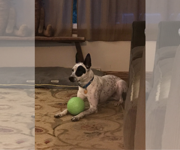 Medium Photo #3 Mutt Puppy For Sale in Highland, IL, USA