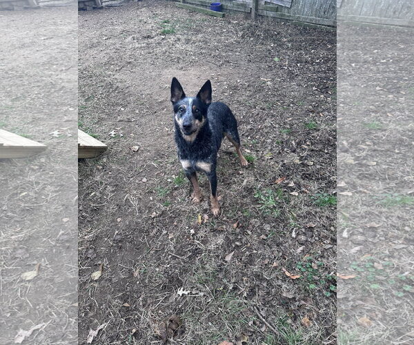 Medium Photo #2 Mutt Puppy For Sale in Jackson, MS, USA