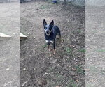 Small #1 Mutt