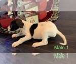 Small Photo #11 Great Dane Puppy For Sale in CLANTON, AL, USA