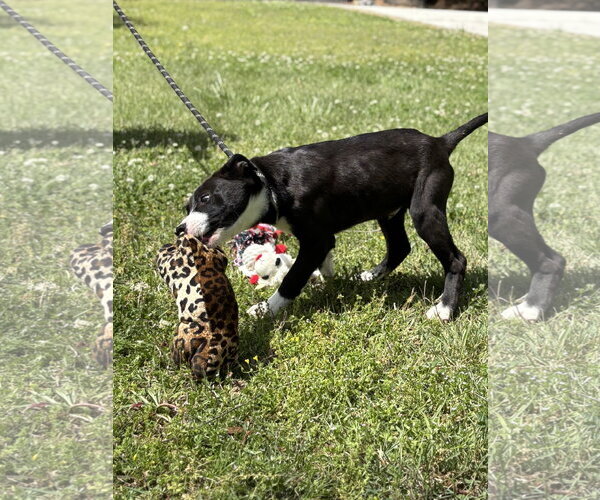 Medium Photo #2 Labrador Retriever-Unknown Mix Puppy For Sale in Yardley, PA, USA