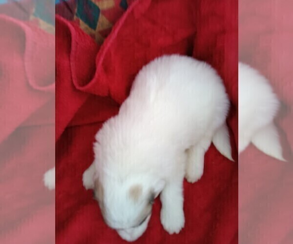 Medium Photo #3 Great Pyrenees Puppy For Sale in BANCROFT, WI, USA