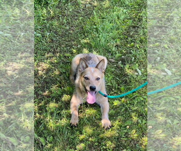 Medium Photo #4 Mutt Puppy For Sale in Garden City, NY, USA