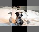 Small Photo #2 Boston Terrier Puppy For Sale in LA JUNTA, CO, USA