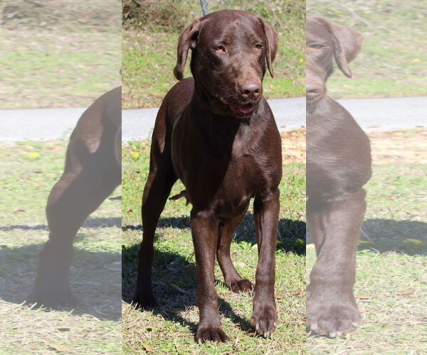 Medium Photo #3 - Mix Puppy For Sale in Prattville, AL, USA