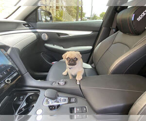 Pug Puppy for sale in SAN ANTONIO, TX, USA