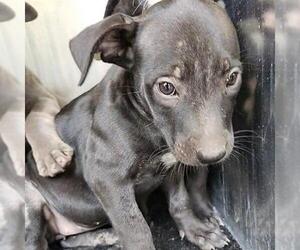 American Staffordshire Terrier-Unknown Mix Dogs for adoption in San Antonio, TX, USA