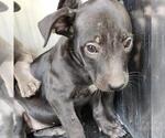 Small American Staffordshire Terrier Mix