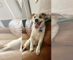 Mutt Dogs for adoption in Springdale, PA, USA