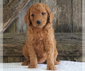 Goldendoodle-Poodle (Standard) Mix Puppy for sale in FREDERICKSBG, OH, USA