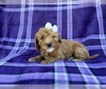 Small #2 Cavapoo (Miniature)