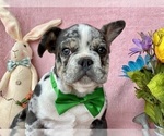 Small Photo #9 French Bulldog Puppy For Sale in RISING SUN, MD, USA
