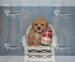Small #6 Maltipoo-Poodle (Toy) Mix