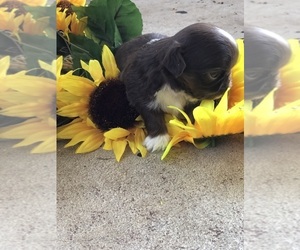 Shih Tzu Puppy for sale in MILTON, FL, USA