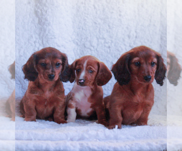 Medium Photo #2 Dachshund Puppy For Sale in GAP, PA, USA