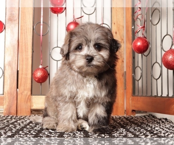 Medium Photo #3 Pom-A-Poo Puppy For Sale in NAPLES, FL, USA